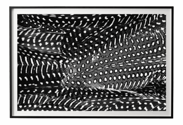 "Plumes No. 2" Black and White Abstract Feather Photograph