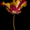 Tulipa IV by Dale Grant – Limited Edition Fine Art Print | Yellow Tulip, Signed & Unframed