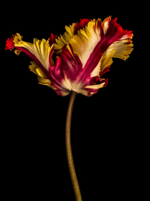Tulipa IV by Dale Grant – Limited Edition Fine Art Print | Yellow Tulip, Signed & Unframed