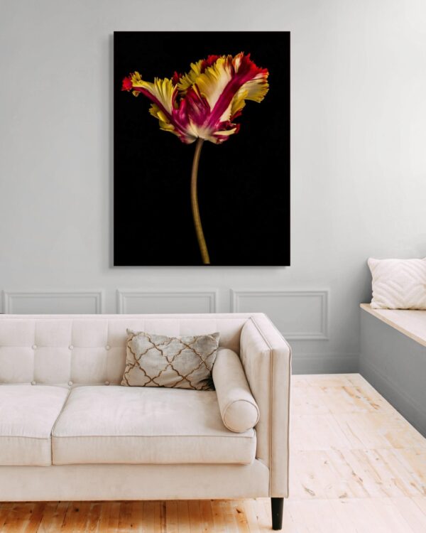 Tulipa IV by Dale Grant – Limited Edition Fine Art Print | Yellow Tulip, Signed & Unframed