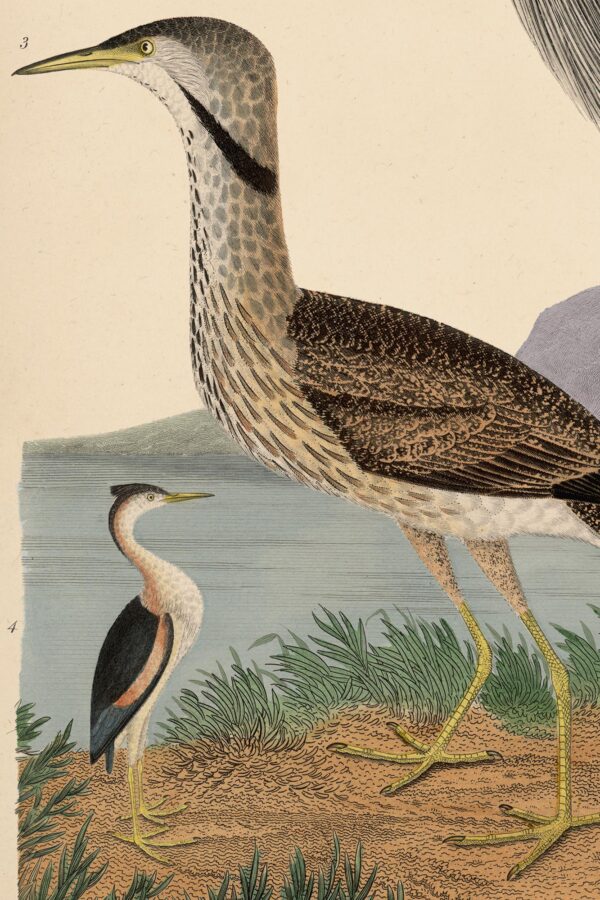 Wilson Great Blue Heron Print