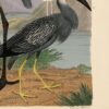 Wilson Great Blue Heron Print