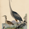 Wilson Great Blue Heron Print
