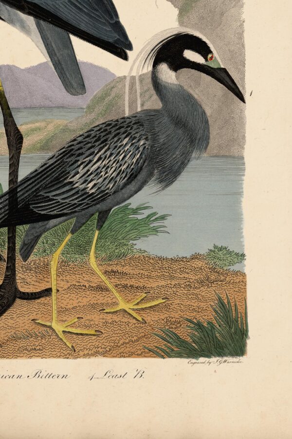 Wilson Great Blue Heron Print