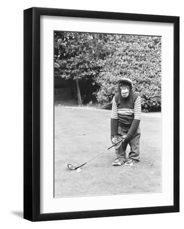 A Chimpanzee playing a round of golf - Black Framed Art Print Wall Art, 12x16