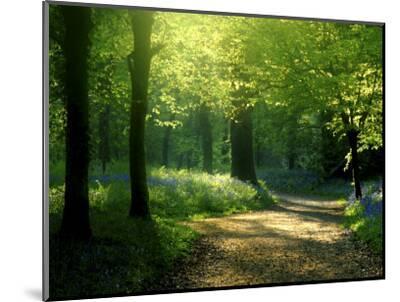 Track Leading Through Lanhydrock Beech Woodland with Bluebells in Spring, Cornwall, UK - Wood-Mounted Wall Art Print, 12x9